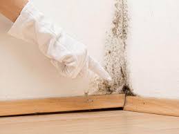 Why You Should Choose Our Mold Remediation Services in Baxter Estates, NY